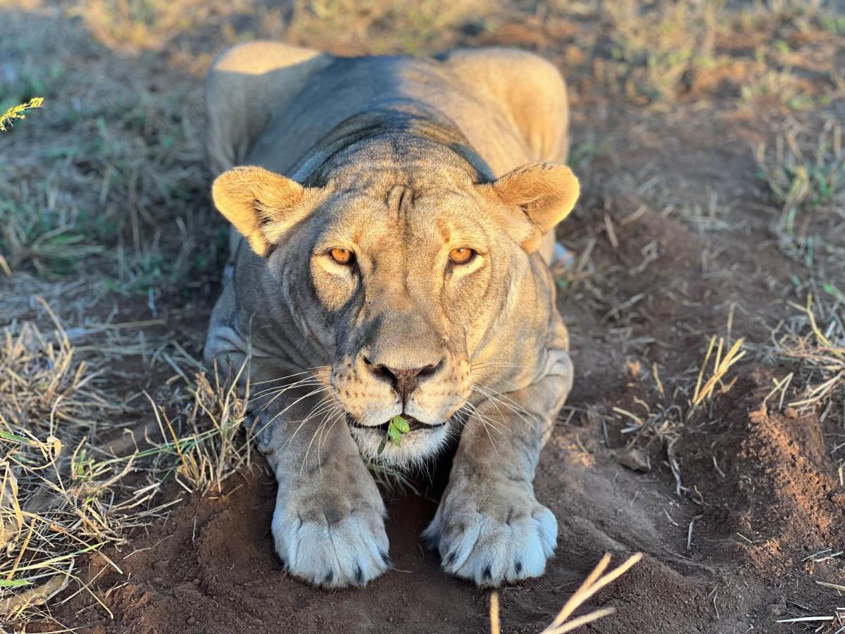 Simba Safaris African Pride Exotic Lodge Lephalale Экстерьер фото