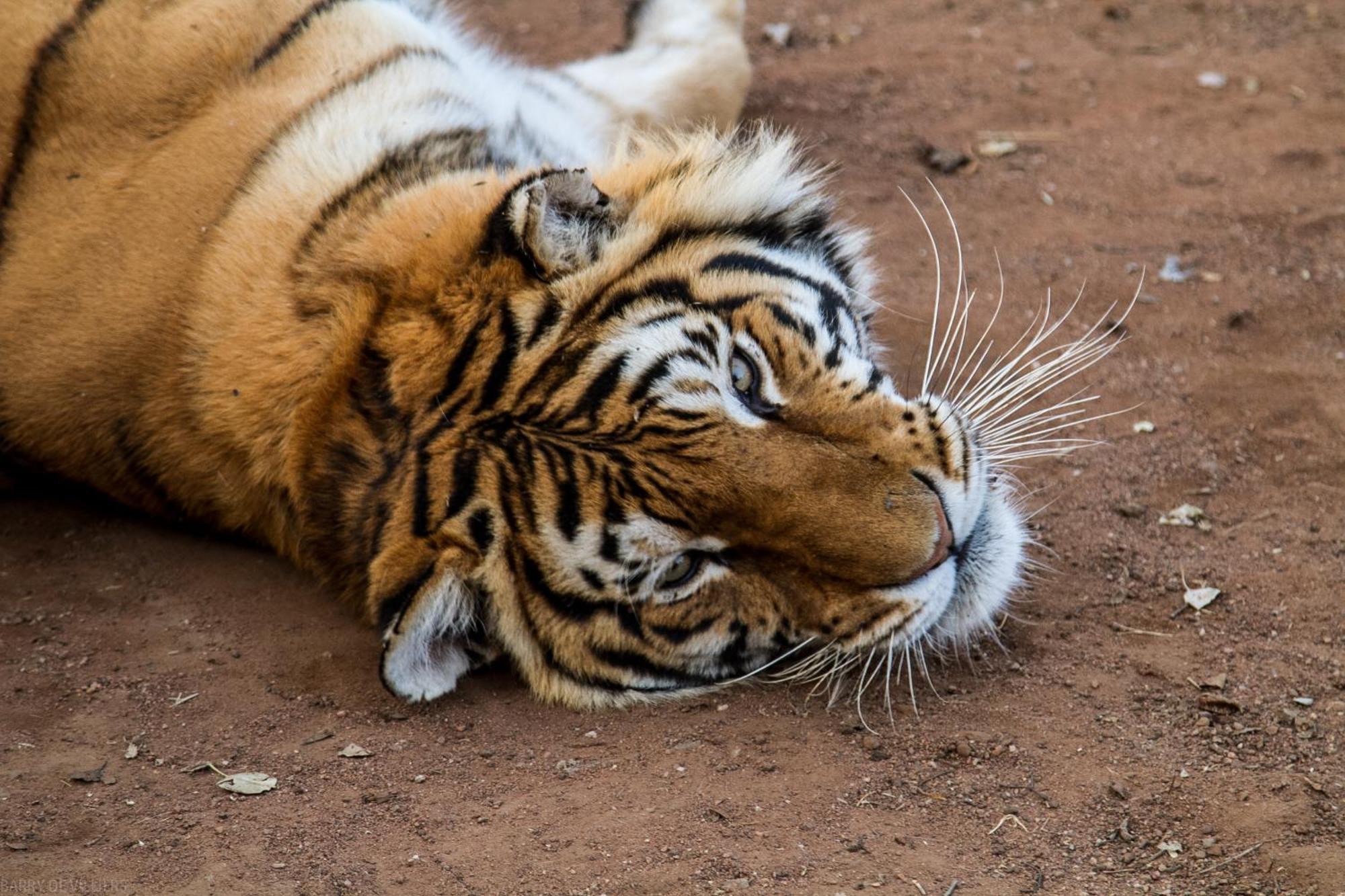 Simba Safaris African Pride Exotic Lodge Lephalale Экстерьер фото