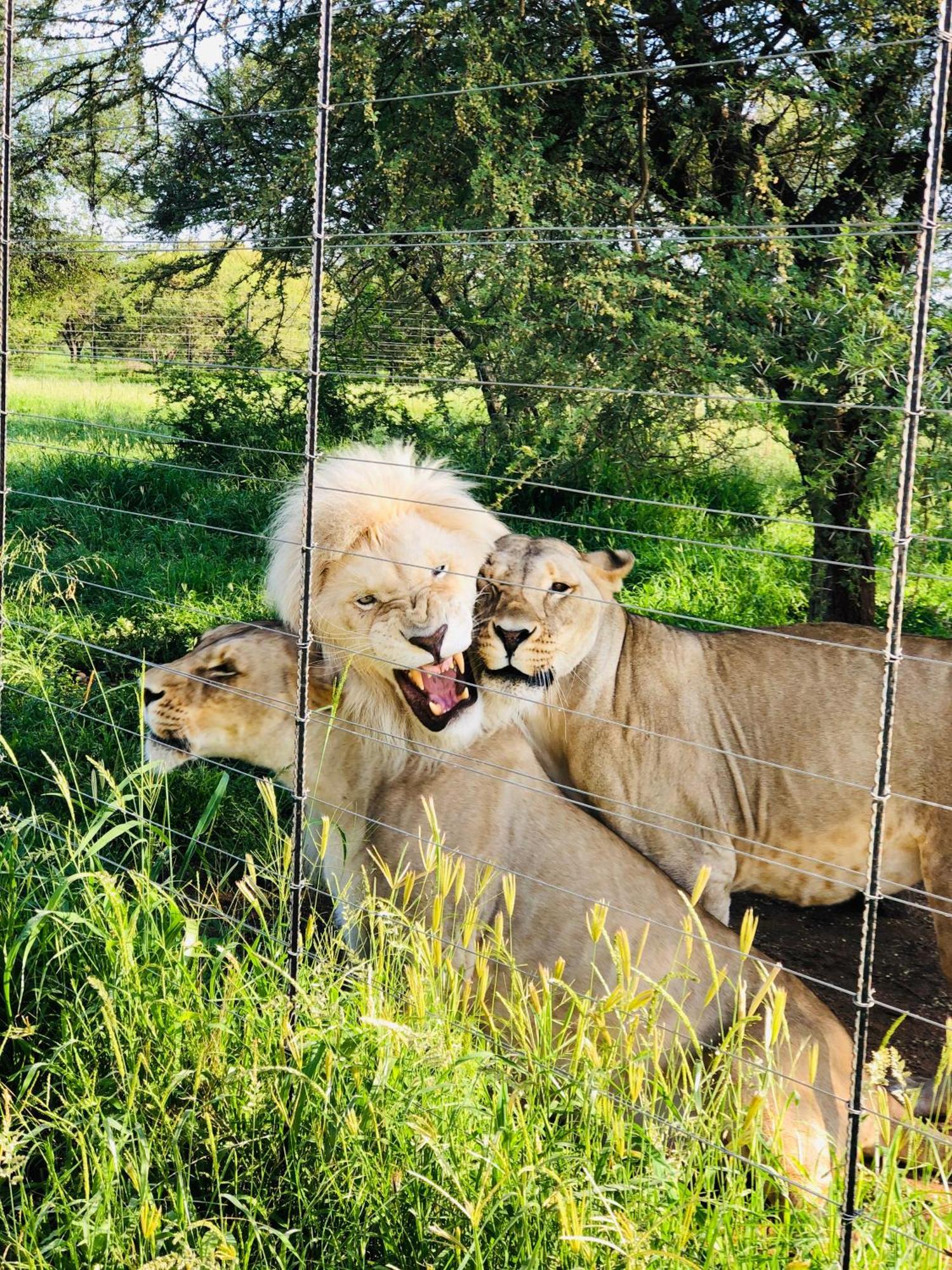 Simba Safaris African Pride Exotic Lodge Lephalale Экстерьер фото