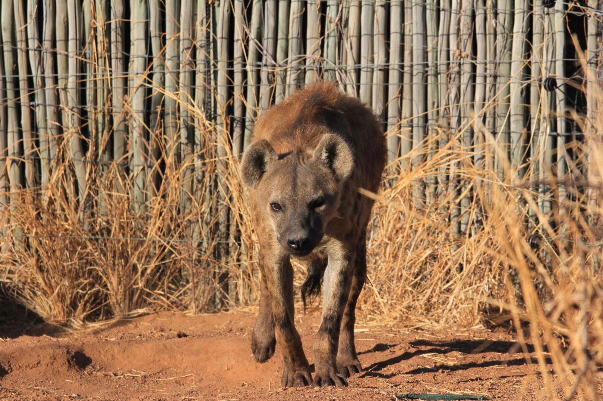 Simba Safaris African Pride Exotic Lodge Lephalale Экстерьер фото