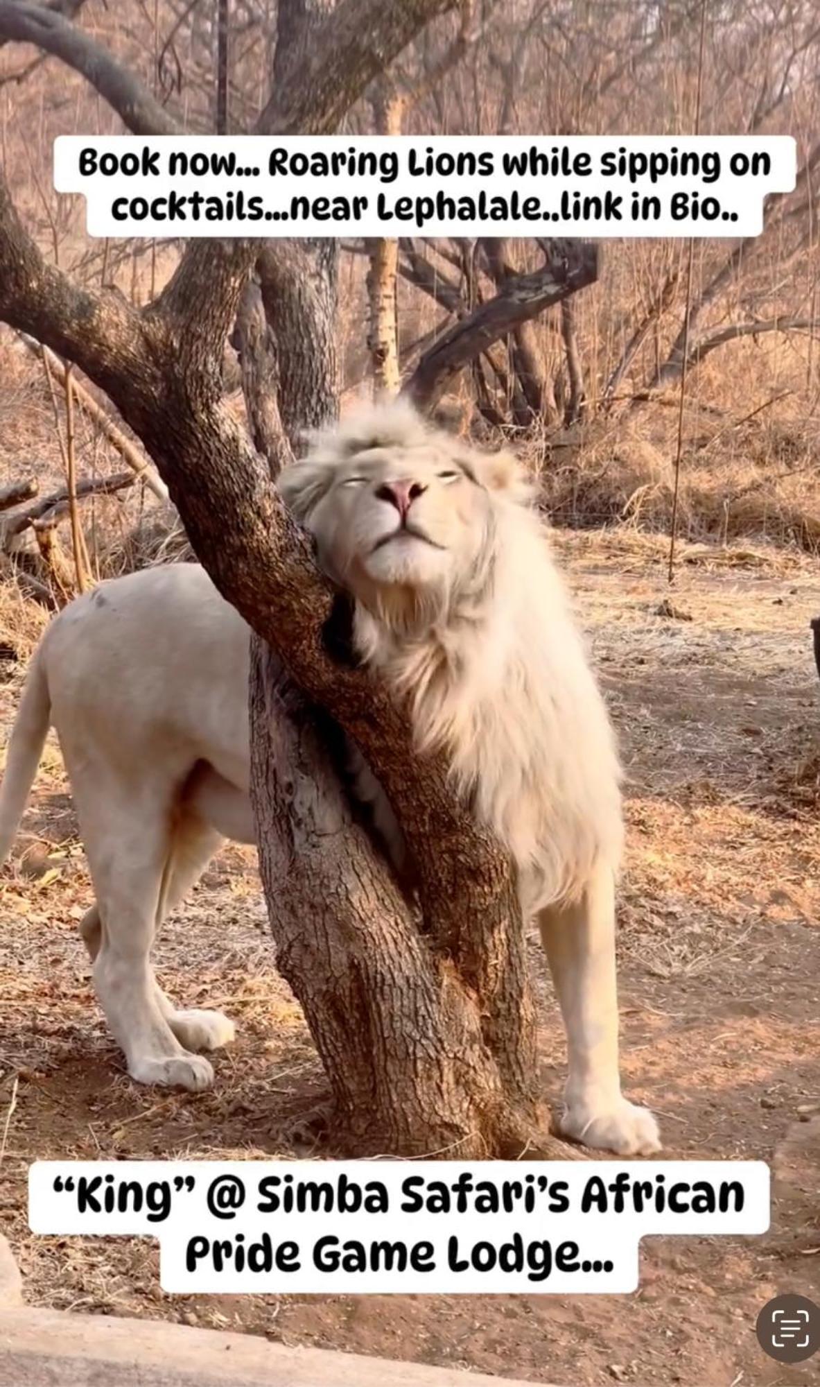 Simba Safaris African Pride Exotic Lodge Lephalale Экстерьер фото